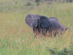 ウガンダのマーチソン・フォールズ国立公園の象さん