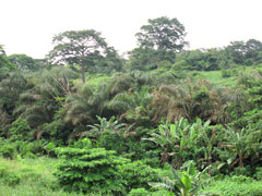 Ghana countryside