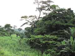 Ghana countryside