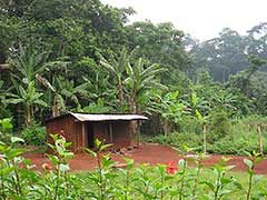 Filming in Cameroon : A Field Producer's Photos of Cameroon