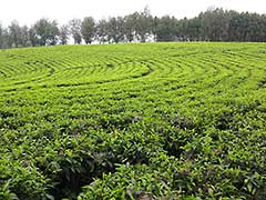A beautiful tea plantation on the road to the Omo Valley