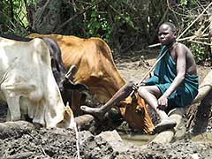 To the Surma cattle are everything !