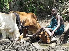 The Surma love their cattle !