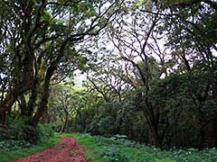 On the road to the Omo Valley : the variety of climates and environments on the road is astounding.