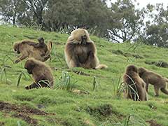 Simien Mountains National Park ( UNESCO World Heritage Site )