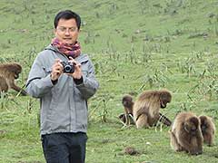 Simien Mountains National Park, gelada baboons ( UNESCO World Heritage Site )