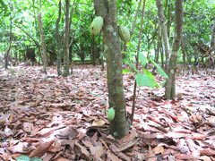 Cocoa plantation