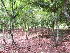 Cocoa plantation