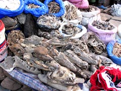 A market in Bamako : "products" for use in traditional medicine as well as by "sorcerers".