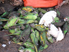 A market in Bamako : "products" for use in traditional medicine as well as by "sorcerers".