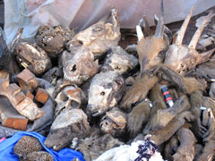 A market in Bamako : "products" for use in traditional medicine as well as by "sorcerers".