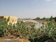 In spite of being in the Sahara, flooding crises do exist !