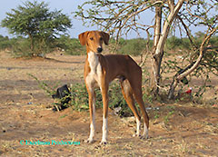 A Dog of Niger or Azawakh
