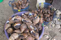 Forest snails : a delicacy throughout West Africa。