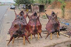 This big rodent is called a Grass Cutter, and is a very popular delicacy all over West Africa.