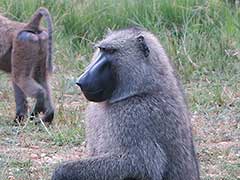 A baboon in Murchison Falls National Park
