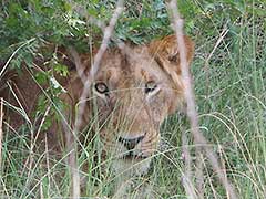 A lion in Murchison Falls National Park