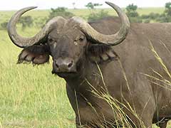 A water buffalo in Murchison Falls National Park