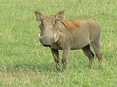 A warthog in Murchison Falls National Park
