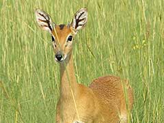 oribi