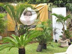 memorial palm tree