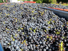 Harvested Gamay grapes