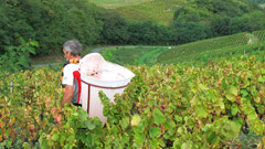 Gamay grape harvest