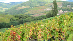 Vineyards