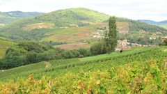 Beaujolais vineyards