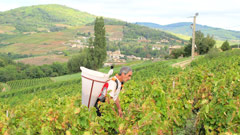 Grape Harvest