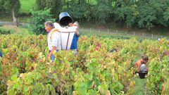 Grape Harvest