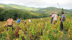 Filming the grape harvest in Beaujolais