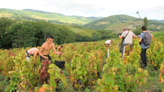 Filming the Gamay grape harvest