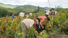 Harvesting grapes in Beaujolais
