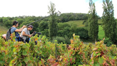 Filming the Beaujolais grape harvest