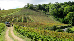 Gamay grape vineyards in Beaujolais