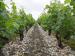 Château Lagrange, Bordeaux wines, vinyards