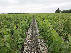 Château Lagrange, Bordeaux wines, vinyards