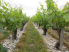 Château Lagrange, Bordeaux wines, vinyards