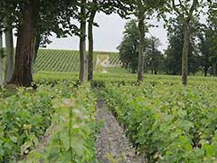 Château Lagrange, Bordeaux wines, vinyards