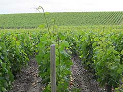 Château Lagrange, Bordeaux wines, vinyards