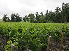 Château Lagrange, Bordeaux wines, vinyards