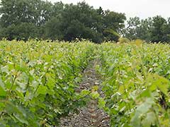 Château Lagrange, Bordeaux wines, vinyards