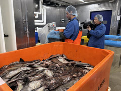 Greenland's Fishing Industry : Flounder ( Halibut)