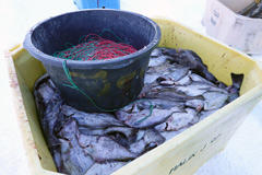 Greenland : flounder ( halibut ) 