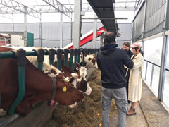 The cows at the Floating Farm are fed hay mixed with ground-up unsold whole grain bread from the local bakeries, bell peppers, green beans, and oranges. Apparently, they love oranges!