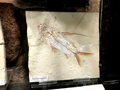 Fossil of a fish that lived 100 million years ago