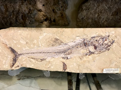 Byblos : Fossil of a fish that lived 100 million years ago
