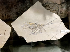 Fossil of a fish that lived 100 million years ago