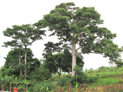 paysage ghanéen